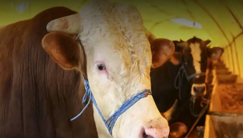 Akika Kurbanı Nedir? Kesim Zamanı ve Anlamı Üzerine Bilgiler