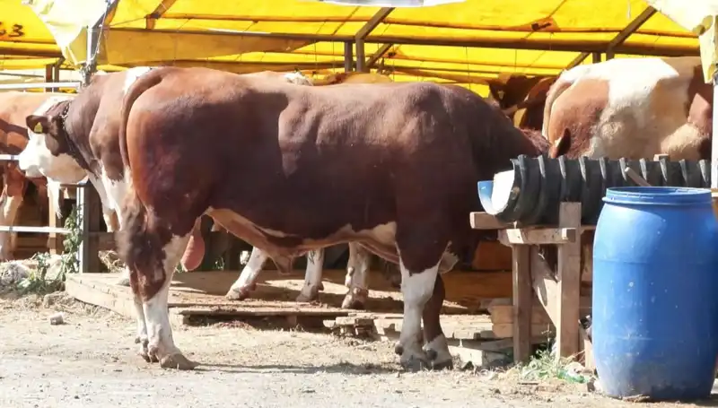 Kurban Pazarlarında Aşkın ve Alışverişin Heyecanı: Hangi Hayvan Hangisine Seçilecek?