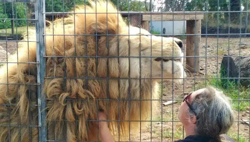 Avustralya'da Aslan Saldırısı: Kafesin İçinden Bir Kadının Kolunu Kaptı