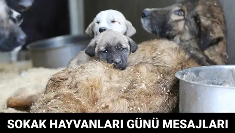 Dünya Sokak Hayvanları Günü: Neden Önemli ve Mesajlarınızı Nasıl Paylaşabilirsiniz?