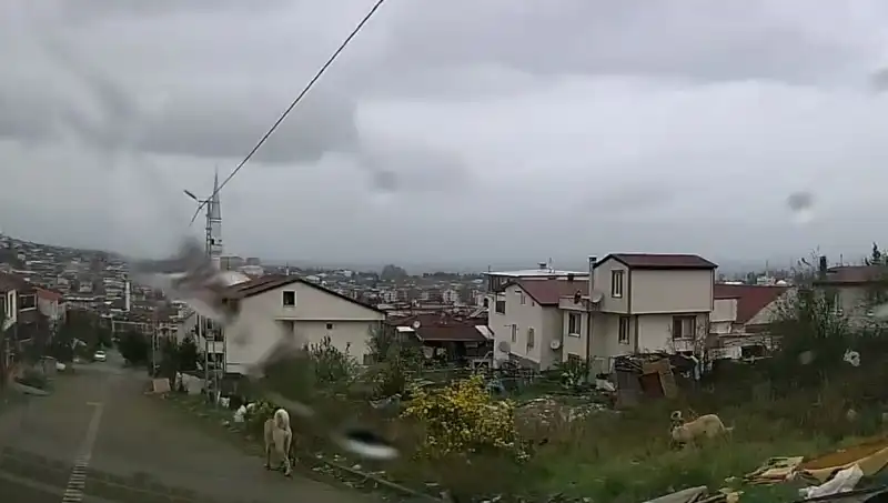 Sahipsiz Köpeklerin Saldırısı: 5 Yaşındaki Çocuk Hayati Tehlike ile Karşı Karşıya