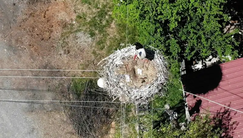 Baharın Müjdecisi: 22 Yıldır Aynı Yuvada Yaşayan Kuşun Hikayesi