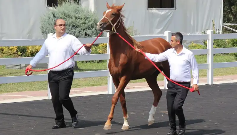 Taşkın Kral'dan Rekorlar: Doğanın Gücüne Tanıklık Edeceksiniz