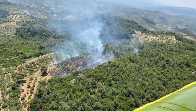 Aydın'da Korkutan Orman Yangını: Ekipler Hızla Müdahale Ediyor