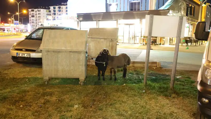 Mor Karaman Koyunları Yolda Terk Edildi: Hayvan Sevgisi Nereye Gitti?