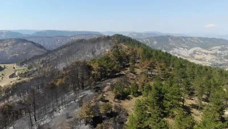 Bolu, Doğanın Kalbinde 5 Milyon Fidanla Yeşerecek!