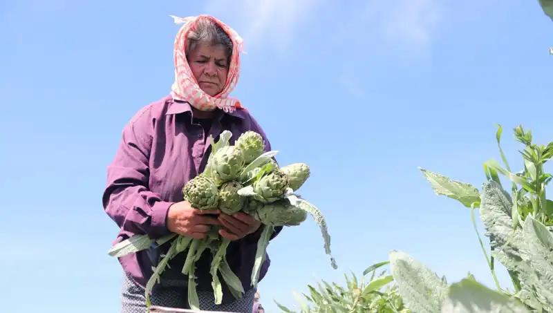 Tarladan Sofralara: Tezgahta Tanesi 50 TL Olan Ürün Nedir?