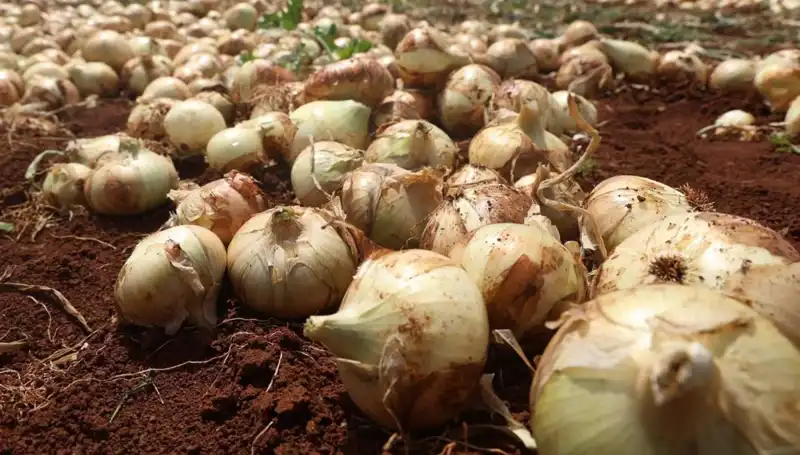 Hatay'da Soğan Hasadı Başladı: Rekolte Çiftçiyi Mutlu Etti!