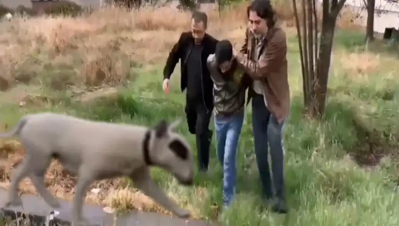 430 Bin Liralık Şampiyon Köpeği Çalan Hırsız Yakalandı!