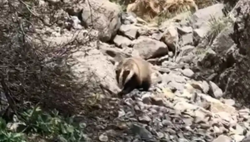 Batman'da Eşsiz Bir Görüntü: Nesli Tükenmekte Olan Hayvan Vahşi Doğada Yer Aldı