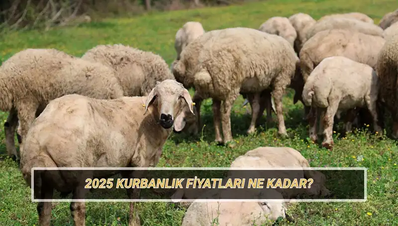 2025 Kurbanlık Fiyatları Dikkat Çekiyor: Büyükbaş ve Küçükbaş Kurbanda Ne Bekleniyor?