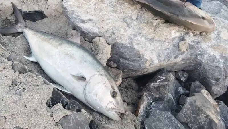 Oltayla 65 Kilogramlık Dev Balığı Yakalamak: Şok Fiyatla Satıldı!