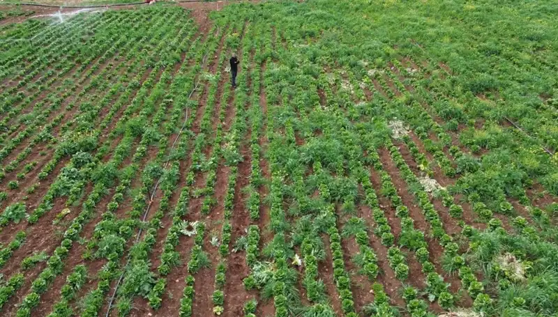 Marul Hasadında Kuraklık Tehdidi: Üreticiler Zor Günler Geçiriyor