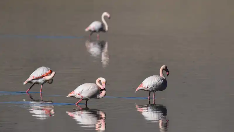 ** Kuraklık Kuş Cennetini Tehdit Ediyor: Flamingo Sayısında Dramatik Azalma!**