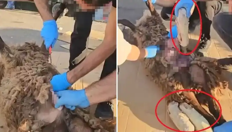 Zehir Tacirlerinin Son Darbesi: Ölü Koyunun Karnındaki Şok Edici Bulgu