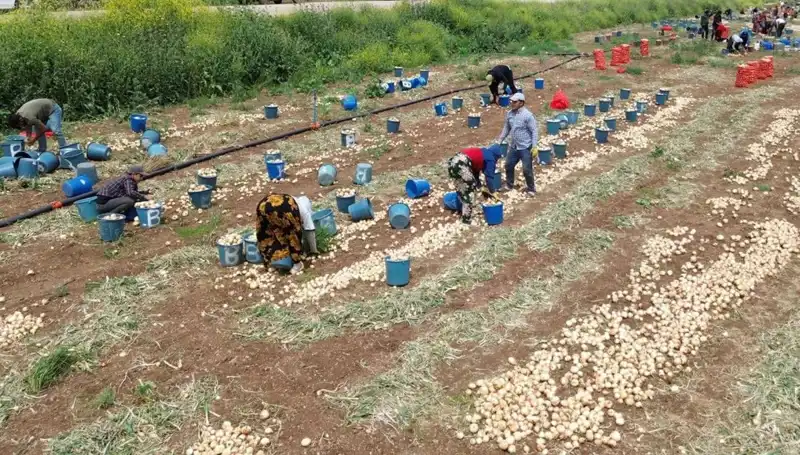 Türkiye'de Soğan Hasadı Başladı: Fiyatlarda Düşüş Bekleniyor!