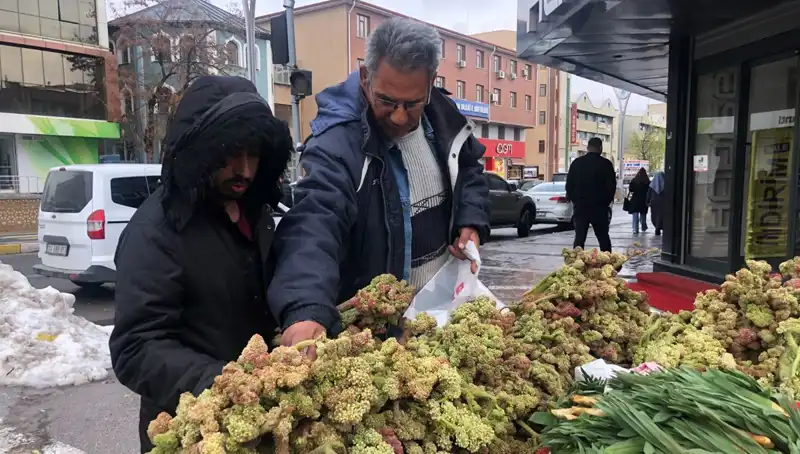 Kendiliğinden Yetişen Bu Bitki Kanserle Mücadelede Nasıl Bir Umut Oldu?
