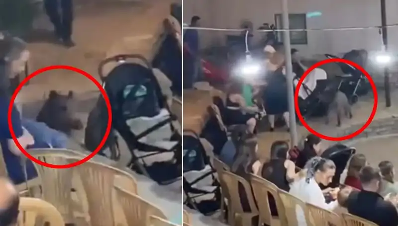Yaban Domuzunun Düğün Günü Baskını, Eğlenceyi Kaosa Dönüştürdü