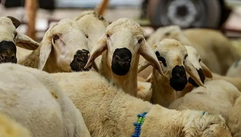 Kurban Bayramı Ne Zaman? 9 Günlük Tatil Mümkün Mü?