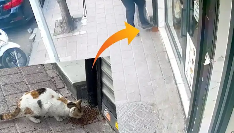 Kedilerin Mamalarını Dağıtan Gizemli Yarasa Hikayesi Gözlerinizi Parmaklarınızdan Alacak!