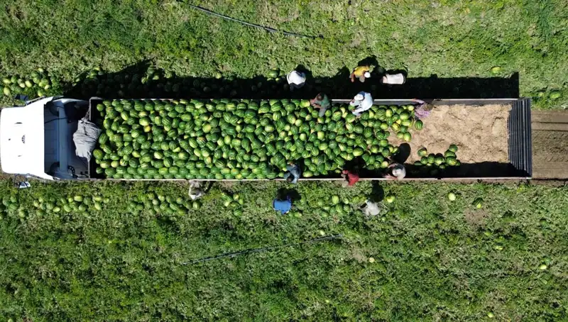 Bafra Ovası'nda Rekor Karpuz Hasadı: 94 Bin 500 Ton Bekleniyor