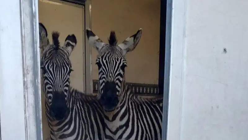 Sınırda Durdurulan Minibüste Hayvan Ticareti Paniği: Zebra, Maymun ve Antilop Yakalandı