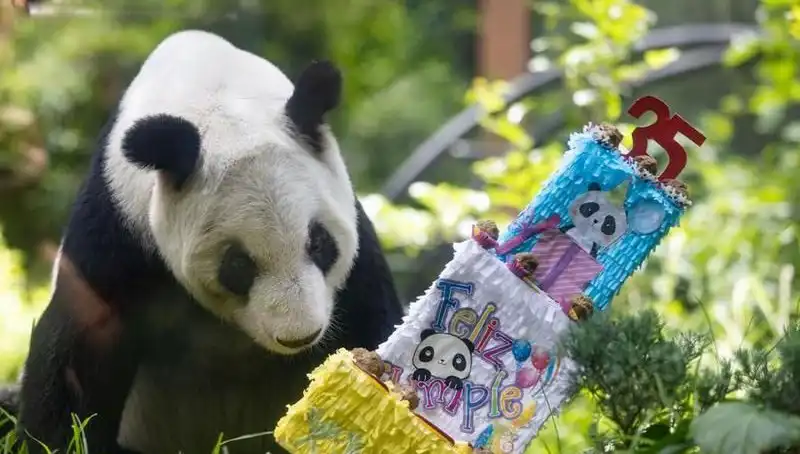 Dev Panda Xin Xin, 35. Yaşını Büyük Bir Törenle Kutladı