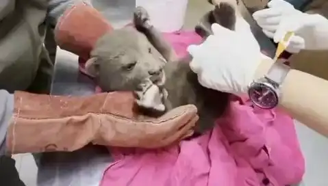 Karabük'te Yavru Bozayı Bulundu: Koruma Altında Büyütülecek!
