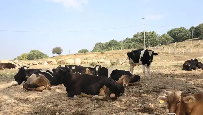 Şap Hastalığına Karşı Acil Önlemler: 22 Köyde Giriş-Çıkış Kısıtlaması