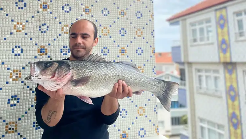 Dev Levrek Avı: 7,5 Kiloluk Canavar Denizden Çıkarıldı!