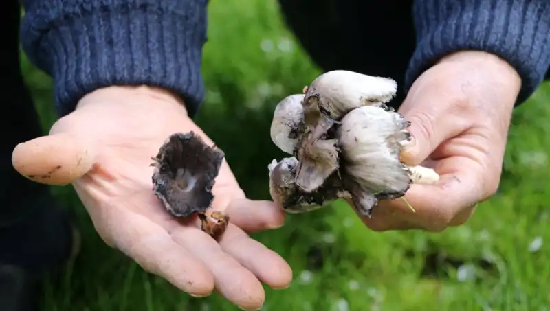 Bilinçsiz Tüketimle Tehdit Altında: Türkiye'deki Yaban Mantarları