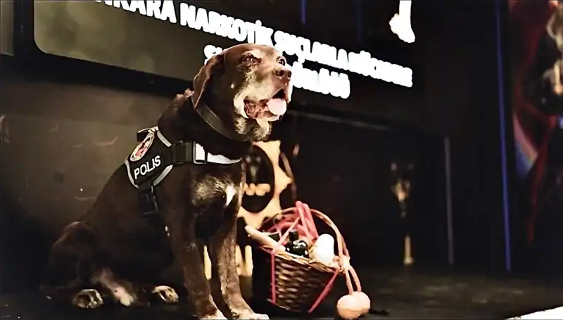 Ankara'nın Kahraman Narkotik Köpeği Toma, 11 Yıl Sonra Emekli Oldu