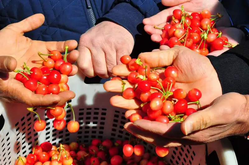 İlk Hasat Coşkusu: Yeni Ürün Kilosu 3 Bin 500 TL’ye Satıldı!