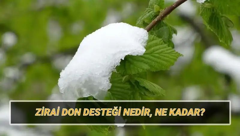 Zirai Don Desteği: 2023'te Ne Kadar ve Kimlere Verilecek?